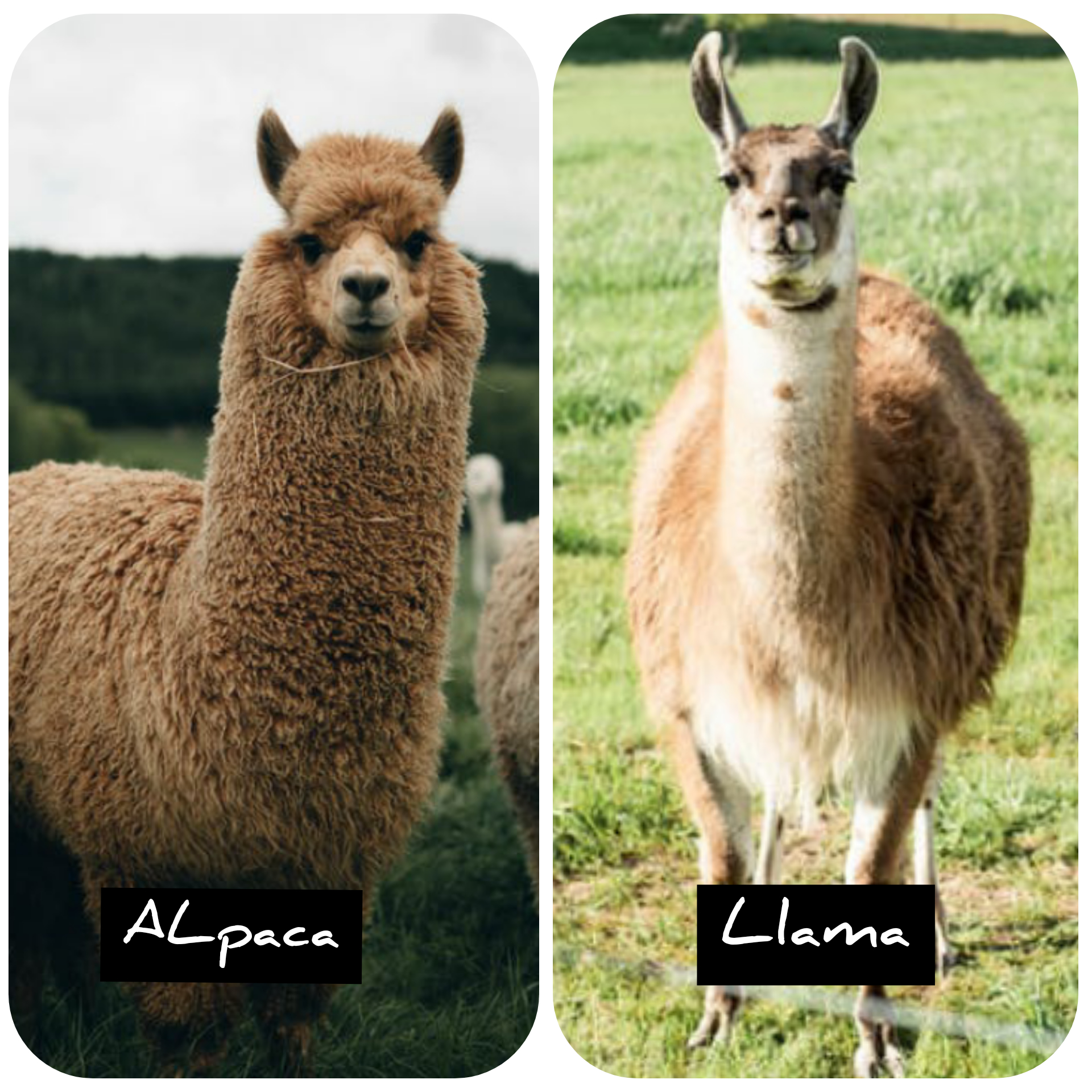 Difference between alpaca and llama 