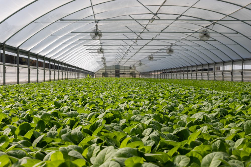 How to start a vegetable farm