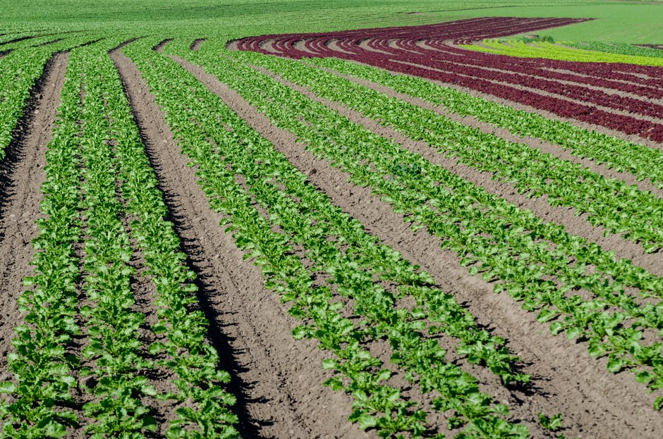 Vegetable farming