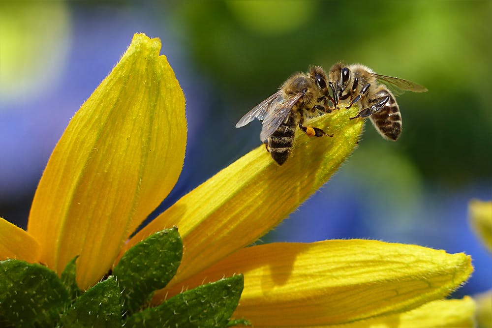 Fun bee facts