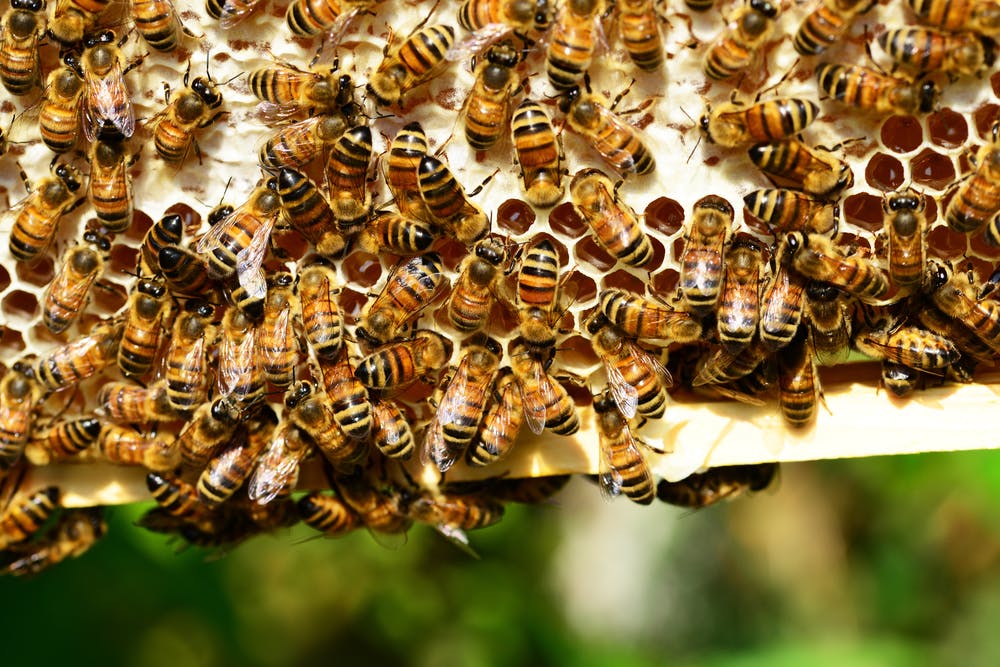 Fun facts about bees