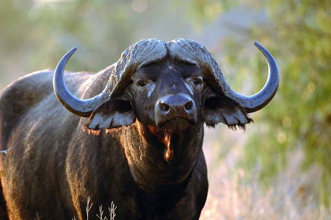 Water buffalo 