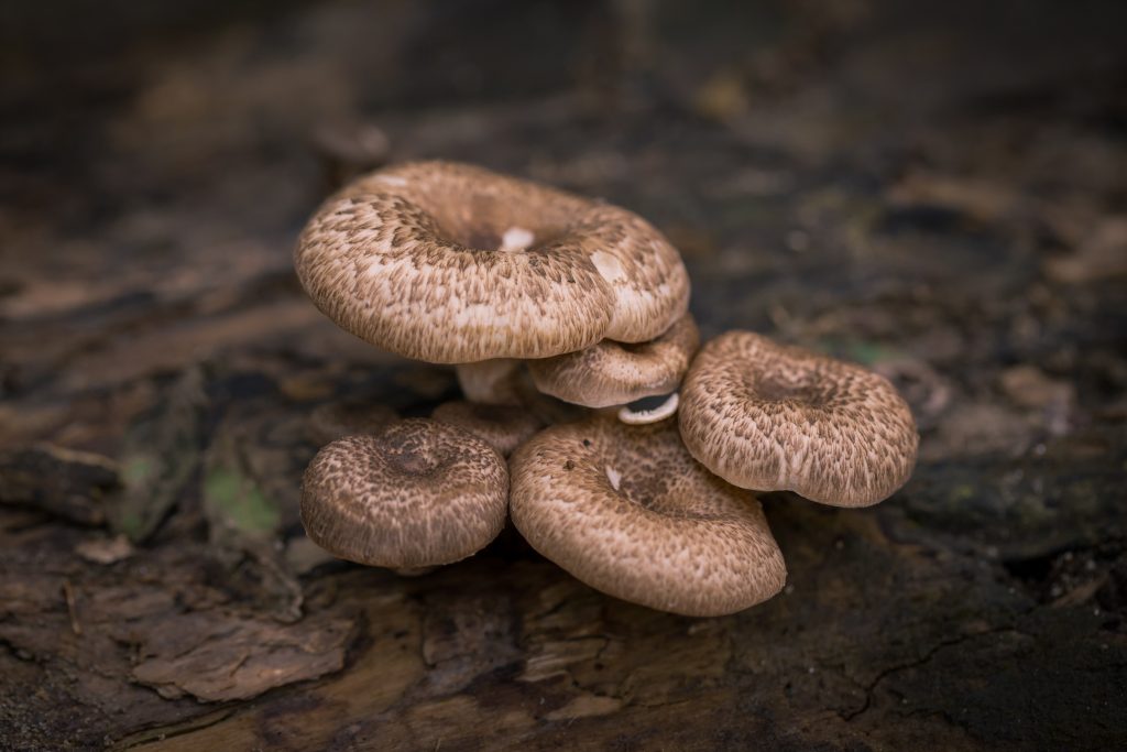 mushrooms