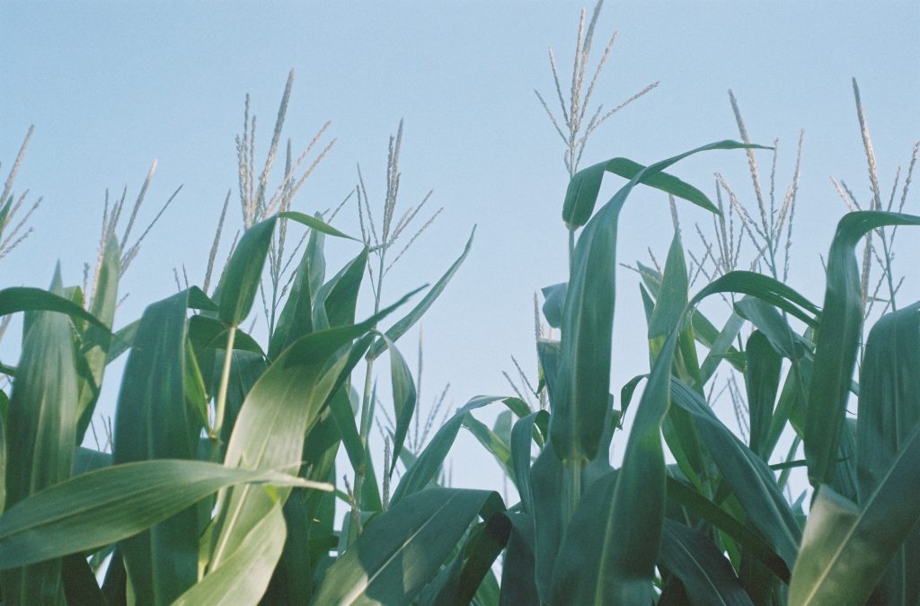 agriculture business in Nigeria