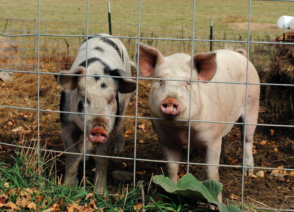 pig farming