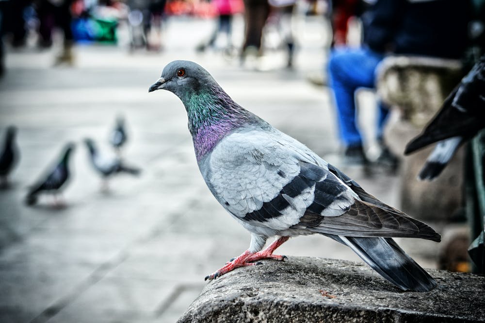 Belgian Racing Pigeon Sells For Record Price Of 738 Million Naira