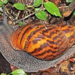How to start snail farming in Nigeria