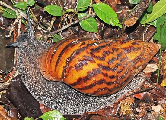 How to start snail farming in Nigeria