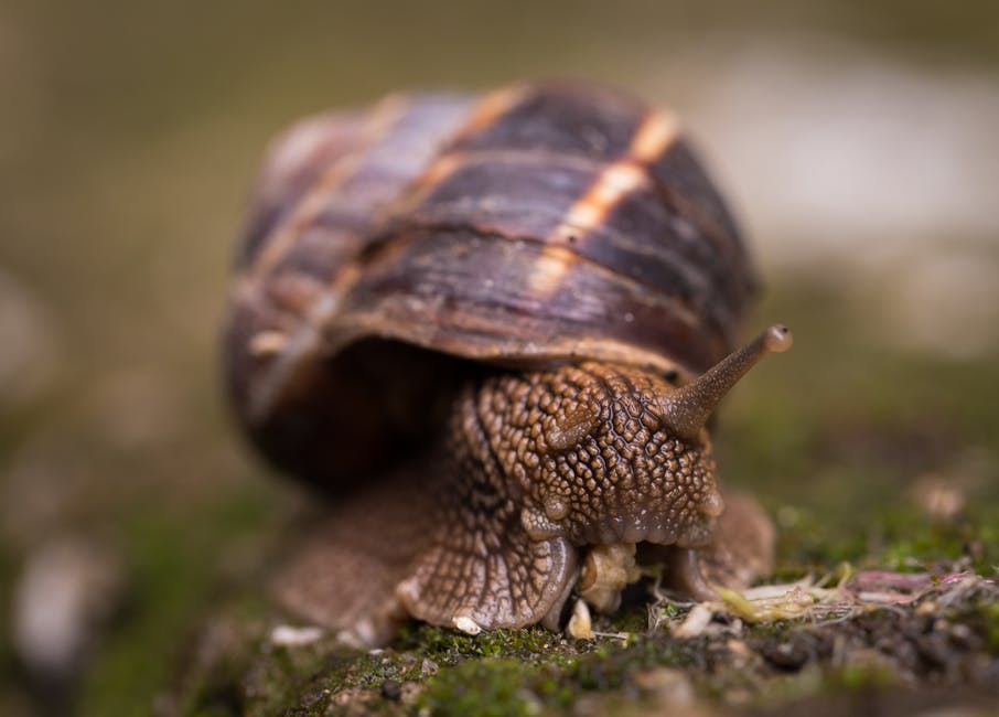 How to start snail farming in Nigeria