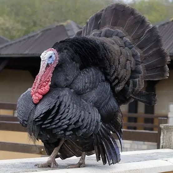 Breeds of turkey