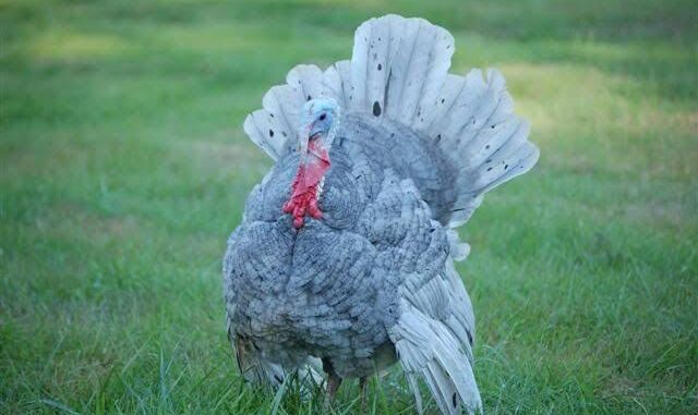 Breeds of turkey: All The Turkey Breeds You Should Know » JiteFarms