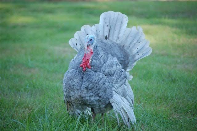 Breeds of turkey