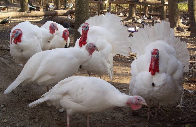 Turkey breeds