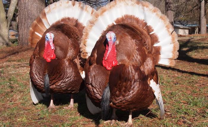 List of turkey breeds