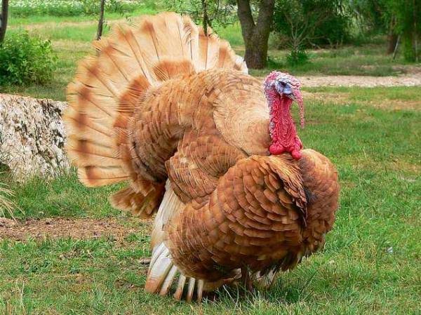 Breeds of turkey 