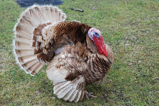 Turkey breeds