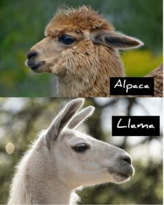 Face of alpaca and llama