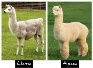 Body difference between alpaca and llama