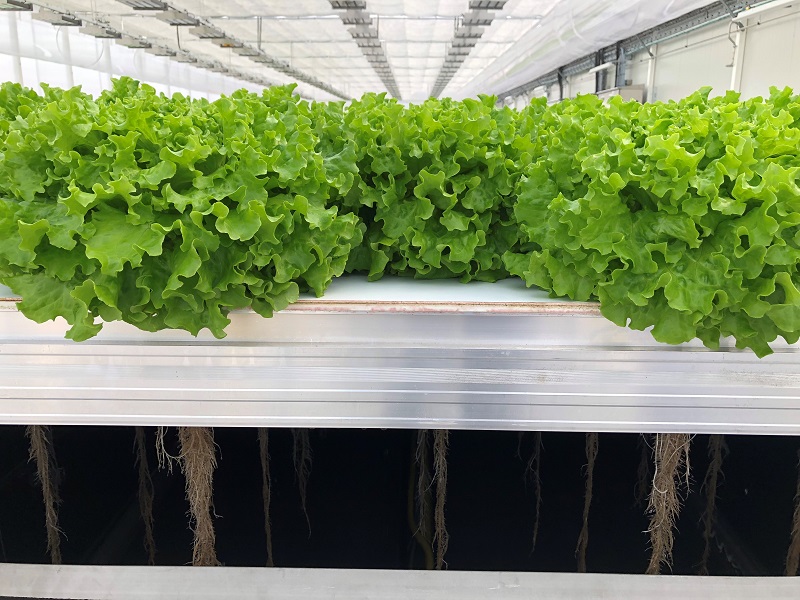 aeroponics