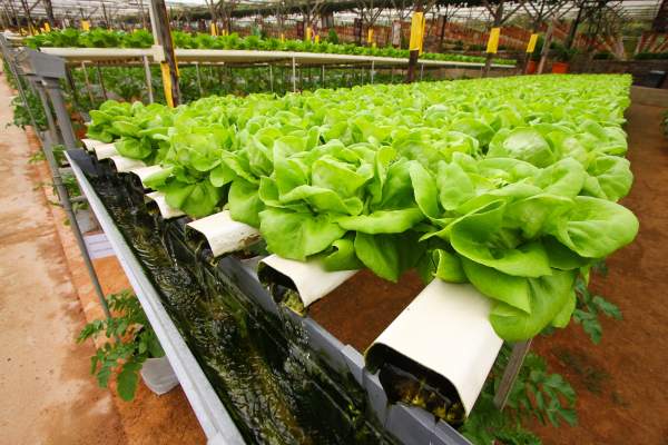 ebb and flow system of hydroponics