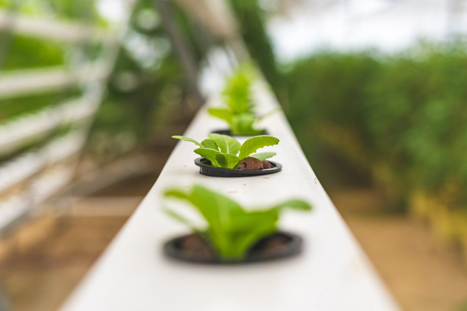 Hydroponics Meaning, Advantages and Disadvantages » Jitefarms