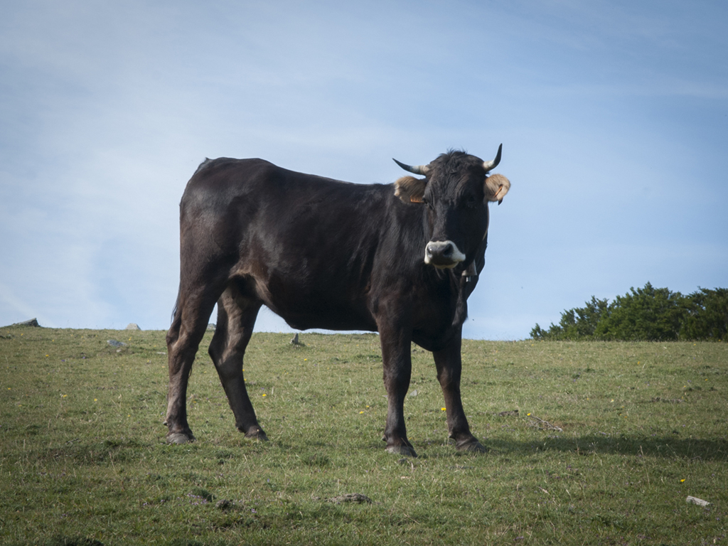 breeds of cattle