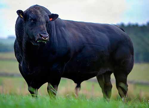 Aberdeen angus