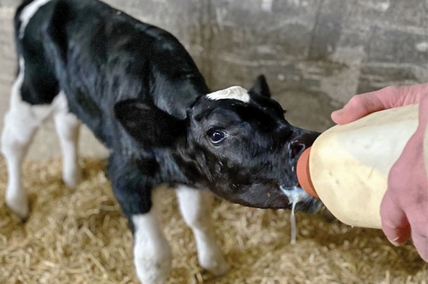 colostrum