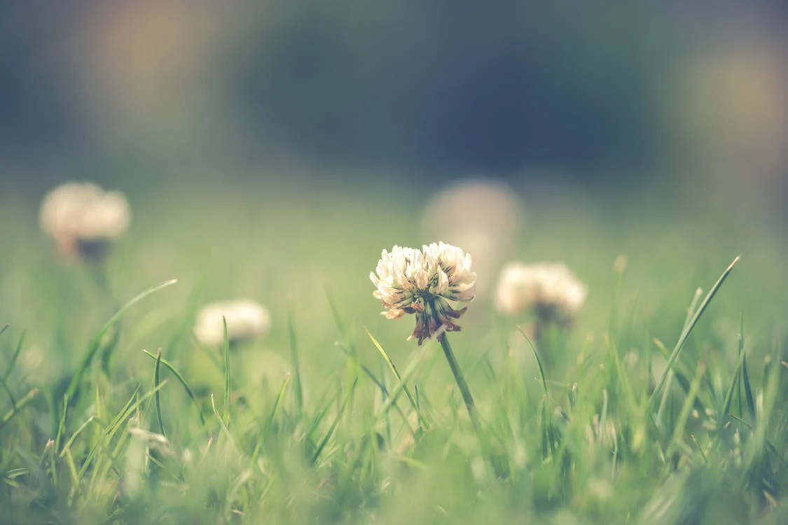 how to control weed in lawns