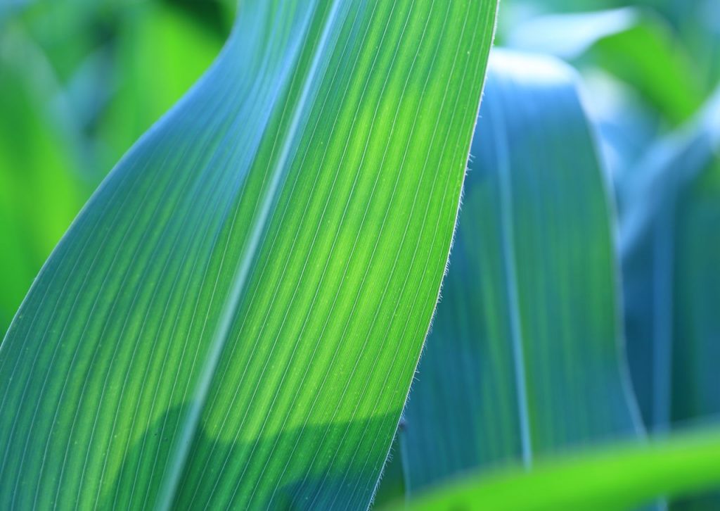 a monocot leaf