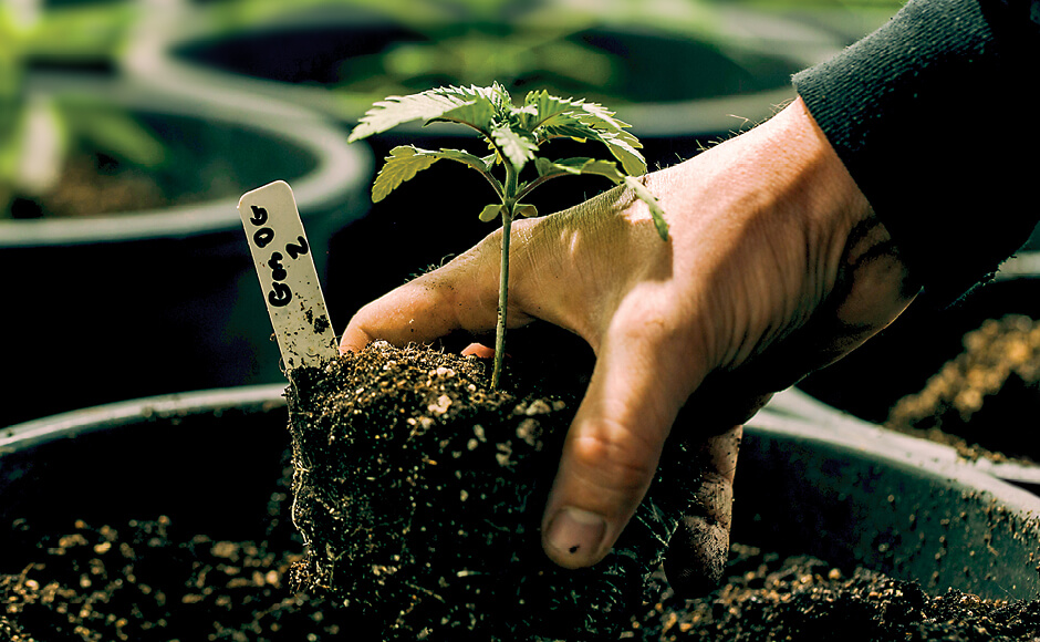 how to transplant weed