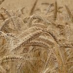 why do Canadian farmers prefer to grow wheat over corn?