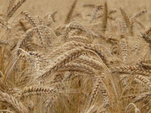 why do Canadian farmers prefer to grow wheat over corn?