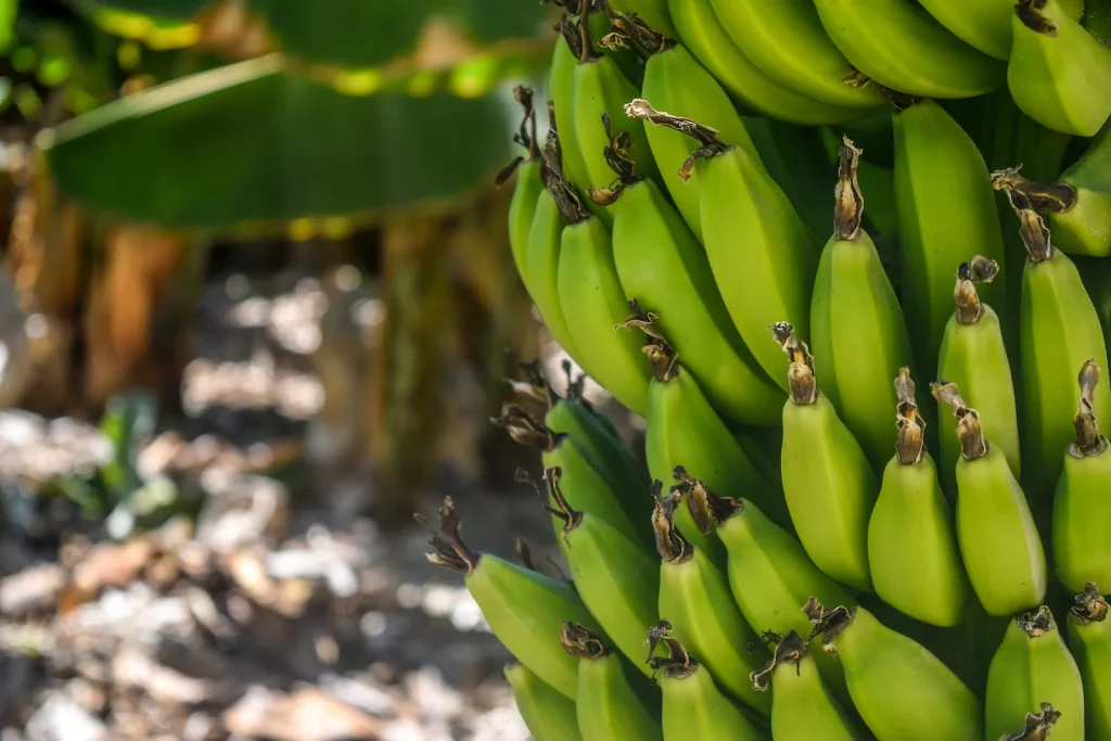 agriculture business in Nigeria