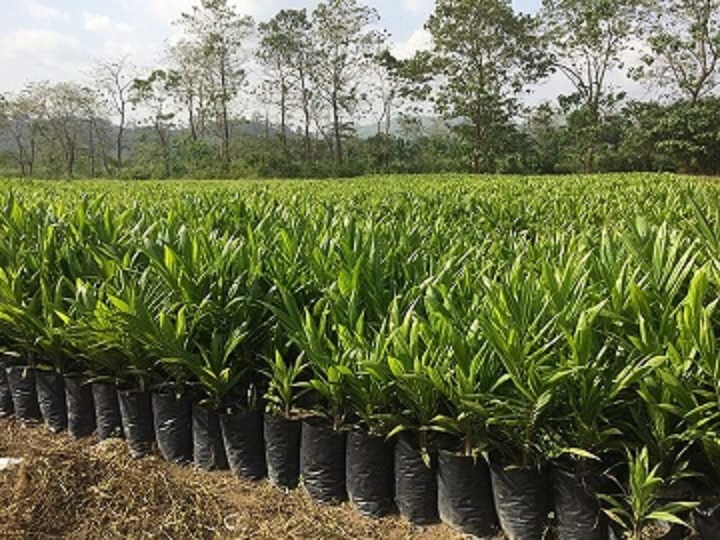 agriculture business in Nigeria