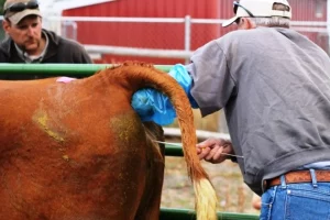 artificial insemination in cattle