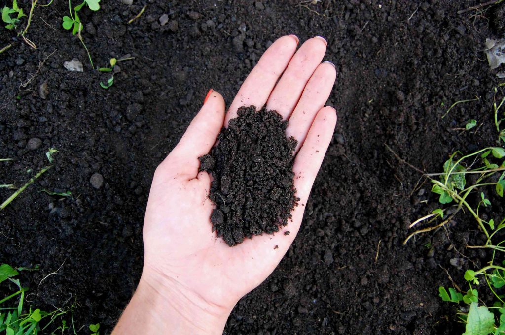 loamy soil