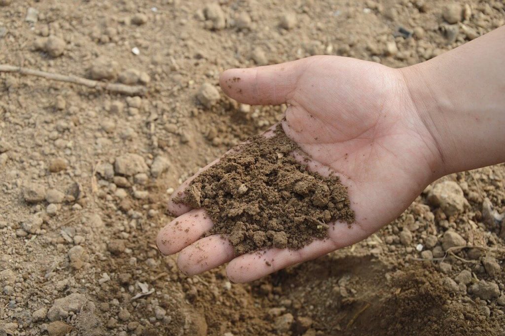 silty soil