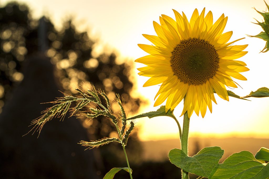 agriculture and nature