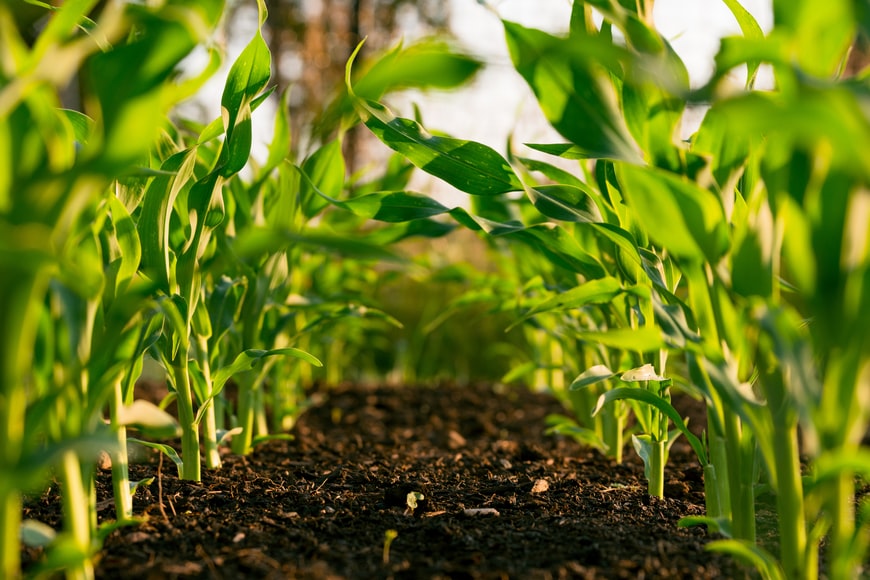 difference between organic and chemical farming