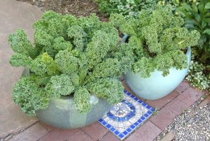 how to grow kale in pots