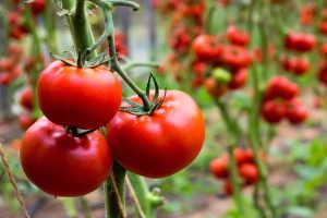 how to grow tomatoes from plants