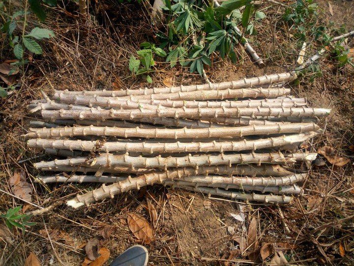 cassava farming