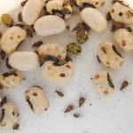 how to get rid of bean weevils