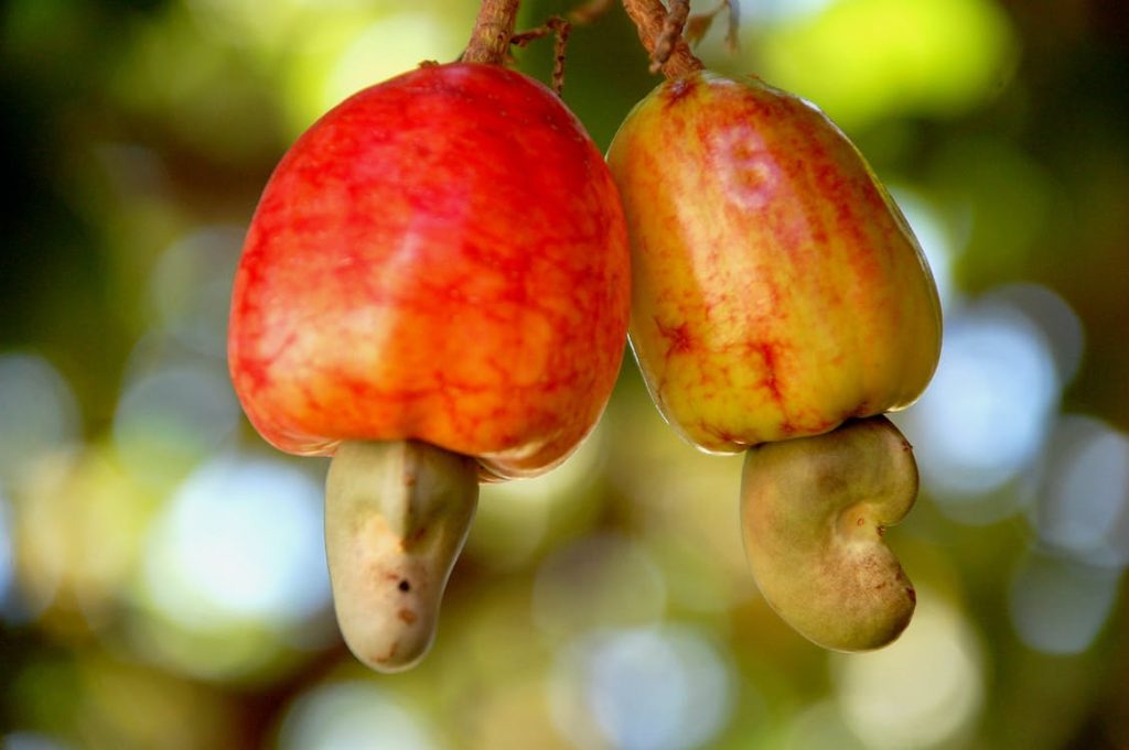 cashew nuts