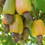 cashew-plant