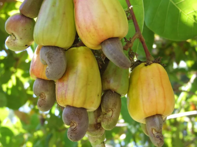 cashew-plant