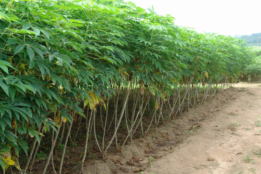 cassava-farming-1-1024x683.jpg