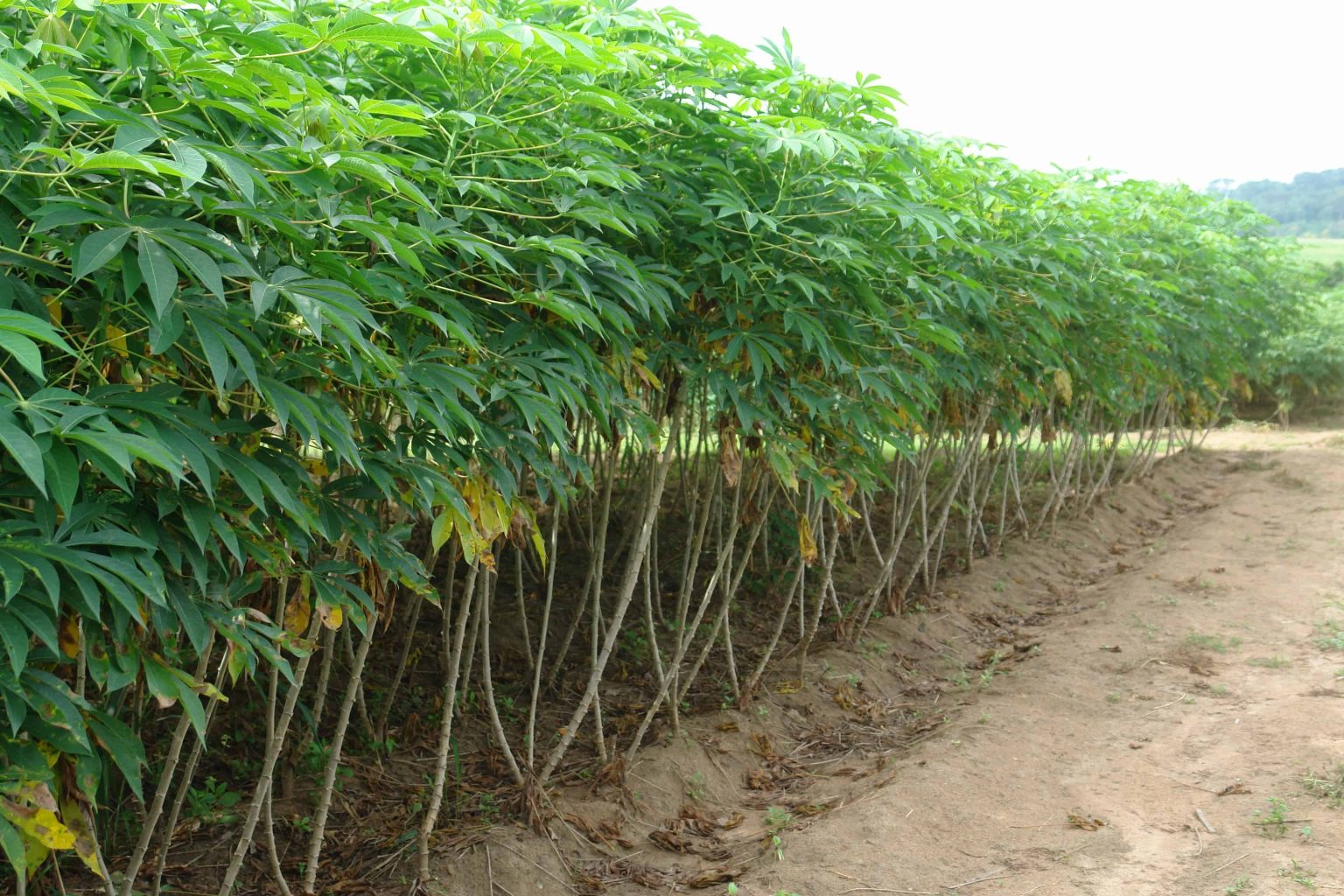 Cassava Farming: A Complete Guide » Jitefarms