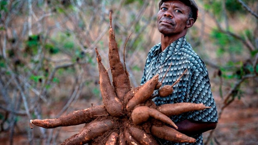 business plan for cassava farming in nigeria